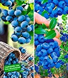 BALDUR-Garten Heidelbeer-Sortiment Trauben-Heidelbeere Reka® und Heidelbeere Hortblue®, 2 Pflanzen
