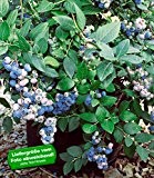 BALDUR-Garten Herbst-Heidelbeeren 'Aurora®', 1 Pflanze, Vaccinium corymbosum