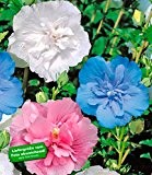 BALDUR-Garten Hibiskus Chiffon-Kollektion 3 Pflanzen pink, blau, weiß Hibiscus syriacus
