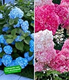 BALDUR-Garten Hortensien-Sortiment blau und rosa, 2 Pflanzen