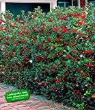 BALDUR-Garten Ilex-Hecke 'Heckenfee®', 5 Pflanzen, Ilex meserveae