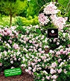 BALDUR-Garten Immergrün Rhododendron Nugget by "Bloombux®" 1 Pflanze