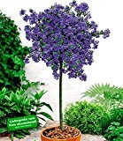 BALDUR-Garten Immergrüne Säckelblume Ceanothus-Stämmchen 'Blue Mound', 1 Pflanze