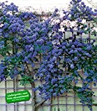 BALDUR-Garten Immergrüne Säckelblume Ceanothus 'Trewithen Blue', 1 Pflanze