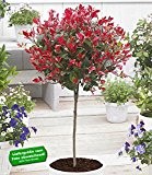 BALDUR-Garten Immergrünes Photinia-Stämmchen "Little Red Robin®" 1 Pflanze Glanzmispel