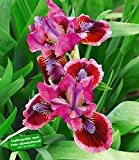 BALDUR-Garten Iris 'Cat`s Eye®', 3 Knollen Iris pumila