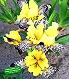 BALDUR-Garten Iris "Censation® Golden Zebra" 3 Knollen Schwertlilie