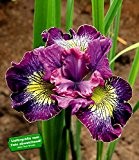 BALDUR-Garten Iris "Censation® How Audacious" 3 Knollen winterhart