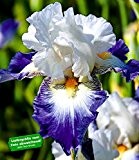 BALDUR-Garten Iris "Ruban Blue" 3 Knollen winterhart