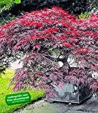 BALDUR-Garten Japanischer Ahorn 'Burgund', 1 Pflanze Acer palmatum