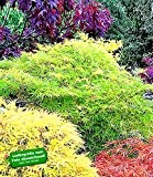BALDUR-Garten Japanischer Ahorn "Emerald Lace" 1 Pflanze Acer winterhart