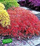 BALDUR-Garten Japanischer Ahorn "Orange Dream" 1 Pflanze Acer winterhart