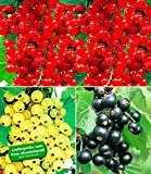 BALDUR-Garten Johannisbeer-Kollektion schwarz, rot + weiß, 3 Sträucher Ribes Titania®, Versailler® und Rovada®