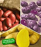 BALDUR-Garten Kartoffel-Raritäten-Kollektion, Rote Kartoffel Laura, Sieglinde + Blaue Kartoffel Vitelotte 2x2,5 kg + 25 Knollen