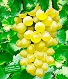 BALDUR-Garten Kernlose Tafel-Trauben 'New York®' Weinreben, 1 Pflanze, Vitis vinifera