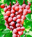 BALDUR-Garten Kernlose Tafel-Trauben 'Vanessa®' Weinreben rot, 1 Pflanze, Vitis vinifera