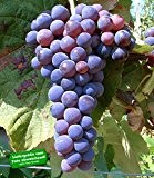 BALDUR-Garten Kernlose Tafel-Trauben 'Venus®' Weinreben, 1 Pflanze, Vitis vinifera