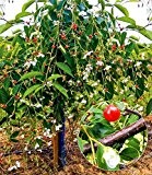 BALDUR-Garten Kirsche "Flower & Berry",1 Pflanze