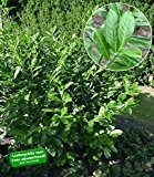 BALDUR-Garten Kirschlorbeer-Hecke, 1 Pflanze Prunus Caucasica
