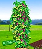 BALDUR-Garten Kiwi Ken's Red® (inkl. Befruchter) 2 Pflanzen Actinidia arguta Kiwipflanze winterhart