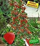 BALDUR-Garten Kletter-Erdbeere 'Hummi®', 3 Pflanzen Fragaria