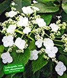 BALDUR-Garten Kletter-Hortensien 'Semiola®', Hydrangea petiolaris, 1 Pflanze