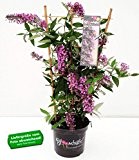 BALDUR-Garten Kletternde Buddleia "Schmetterlingswand®",1 Pflanze Sommerflieder Kletterpflanze Buddleja Hybride