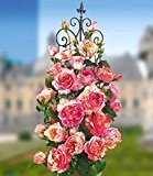 BALDUR-Garten Kletternde Maler-Rose® "Claude Monet®",1 Pflanze