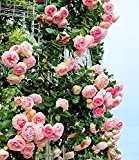 BALDUR-Garten Kletterrose "Eden Rose®",1 Pflanze