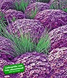 BALDUR-Garten Kugelaster "Violett"& Ziergras "Azurit®",3 Pflanzen winterhart Aster und Gras