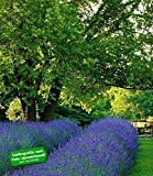 BALDUR-Garten Lavendel 'Phenomenal®', 2 Pflanzen Lavandula