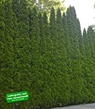 BALDUR-Garten Lebensbaum-Hecke 'Smaragd' 40-60cm hoch, 1 Pflanze Thuja occidentalis Smaragd