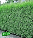 BALDUR-Garten Leyland-Zypressen-Hecke, 1 Pflanze