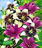 BALDUR-Garten Lilien-Mix 'Tango & Lilac', 5 Zwiebeln Lilium