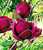 BALDUR-Garten Magnolie "Genie®";1 Pflanze