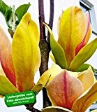 BALDUR-Garten Magnolie "Sunsation",1 Pflanze