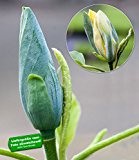 BALDUR-Garten Magnolien 'Blue Opal', 1 Pflanze, Magnolia acuminata