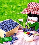 BALDUR-Garten Maibeeren® 'Maitop® & Amur®', 2 Pflanzen, Lonicera kamtschatica Beerenobst Honigbeere Sibirische Blaubeere