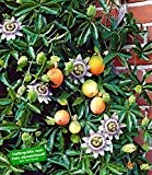 BALDUR-Garten Maracuja-Pflanze 1 Pflanze Passiflora edulis Passionsblume Passionsfrucht