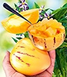 BALDUR-Garten Melonenbirne 'Sugar Gold',1 Pflanze Solanum muricatum Birnenmelone Pepino Melonenpflanze