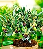 BALDUR-Garten Olive,1 Pflanze Olea europaea Olivenbaum