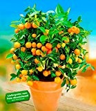 BALDUR-Garten Orangen-Bäumchen,1 Pflanze Citrus microcarpa "Calamondin" Zitruspflanze