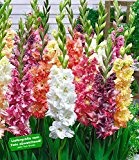 BALDUR-Garten Papagei-Gladiolen-Mischung 20 Zwiebeln Gladiolus Schnittblumen