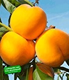 BALDUR-Garten Pfirsich-Aprikose 'Honeymoon', 1 Pflanze, Percoca Pfirsichbaum Aprikosenbaum