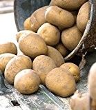 BALDUR-Garten Pflanzkartoffel "Nicola", 10 Stück zertifizierte Saatkartoffel