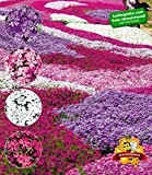 BALDUR-Garten Phlox-Mix "Flowers of the Sea",4 Pflanzen