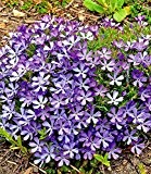 BALDUR-Garten Phlox "Violet Pinwheels",3 Pflanzen