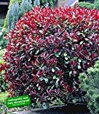 BALDUR-Garten Photinia-Hecke 'Red Robin', 1 Pflanze
