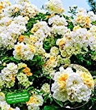BALDUR-Garten Rambler-Rose "Christine Helene" 1 Pflanze