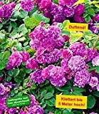 BALDUR-Garten Rambler-Rose "Himmelsauge" 1 Pflanze